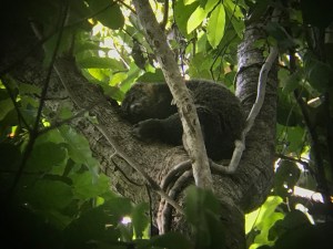 Indonesie 2018 Tangkoko, Bear cuscus
