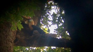 Indonesie 2018 - Tangkoko - Calao à cimier